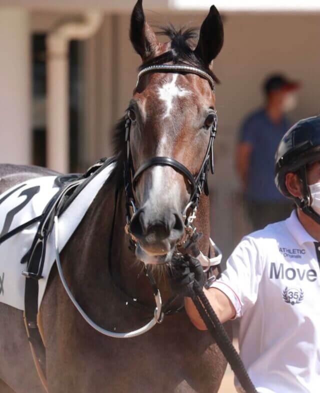 競輪の速度の競馬との違い